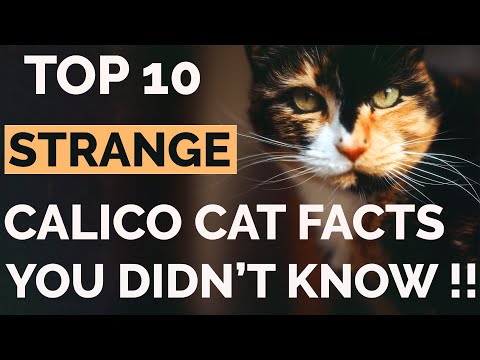 Top 10 Calico Cat Facts That Will Amaze You !! | Calico Cat Personality