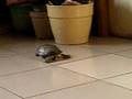 Cute turtle in my home