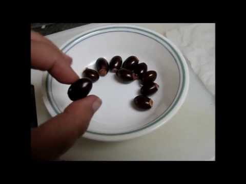 how to grow litchi from seed