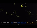 Fireflies at Sumiyoshi River, Kobe
