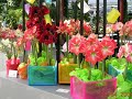 Europe MV (5) - Memories of Keukenhof, Lisse Netherlands