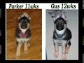 Puppy Training German Shepherd