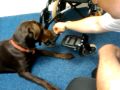videos de Coco footplate 'off' training Session 1 Trial 3/8 1/7/09