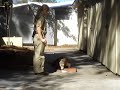 Komodo dragon training session