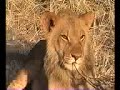 Close Encounters With Lions