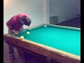 italianjackass lurago como italianjackass lurago como
