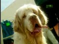 Breed All About It - Clumber Spaniel Breed All About It - Clumber Spaniel