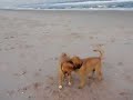 Nacho & Boots at the Beach Nacho & Boots at the Beach