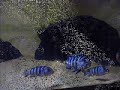 Pseudotropheus demasoni (Pombo Rocks)