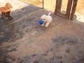 I DUE TRULLI Barboncino nano due mesi