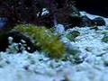 sea cucumber eating sand