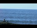 2 Whales off El Zonte beach (stabilized, color fixed)