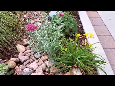 Three Perennial Flowers to Plant with Karl Foerster Feather Reed Grass