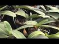 Orchid Care