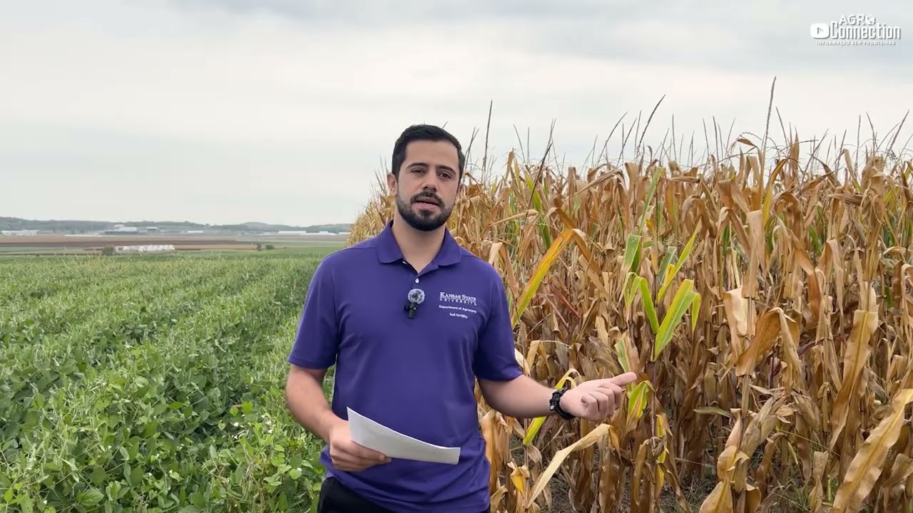 Será que as lavouras americanas vão manter a qualidade até o final?