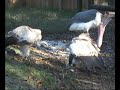 Fighting vultures