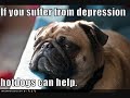 silly dogs ep 1