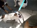 VIDA DE PERROS