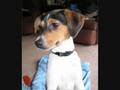 I puppie