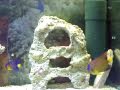 Mi acuario marino - Peces regionales del caribe mexicano - soon will be an automatic aquarium