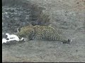 8.24.07 5.07pm Inthula the leopard comes to Nkorho 8.24.07 5.07pm Inthula the leopard comes to Nkorho