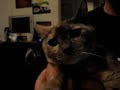The Buttercats #1