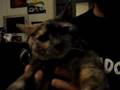 The Buttercats #1