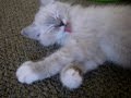 Trigg-Purring-After-