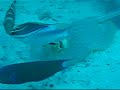 Diving @ Pulau Redang