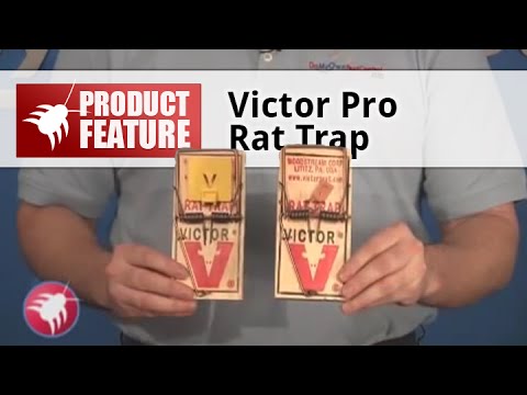 how to set a rat snap trap