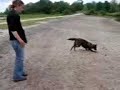 hollandse herder langhaar