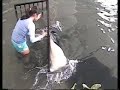 sting rays and sharks at Ko Olina Resort part 2 of 2