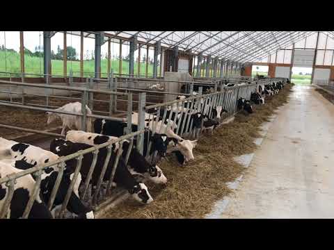 McCorquodale 120' x 378' Fabric Building Robot Dairy Barn
