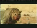 Lions vs Elephants