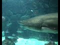 Gast�n, el gran depredador del nautilus