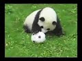 サッカをするパンダの子供

可愛いですねｗ　

http://www.china7.jp