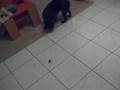 tiesto,bouledogue francais,french bulldog,pete un plomb