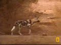 Pete's Pond, wilddogs versus fatty the crocodile