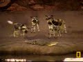 Pete's Pond, wilddogs versus fatty the crocodile