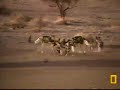 Pete's Pond, wilddogs versus fatty the crocodile