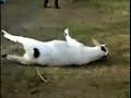 Goats that turn stiff