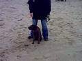 Sharpei Wandeling Bloemendaal