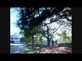 TIGER WOODS - Victories (Part 10 of 12) [HD]