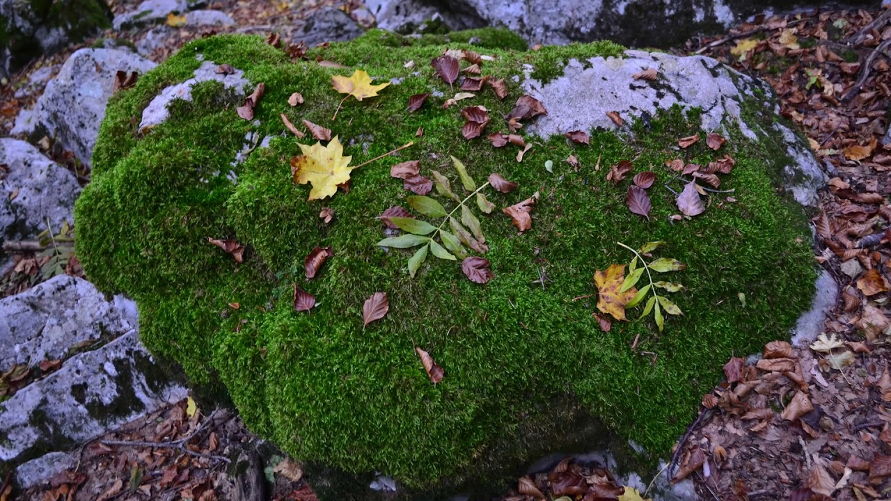 Ernesto Cortazar. Anna.