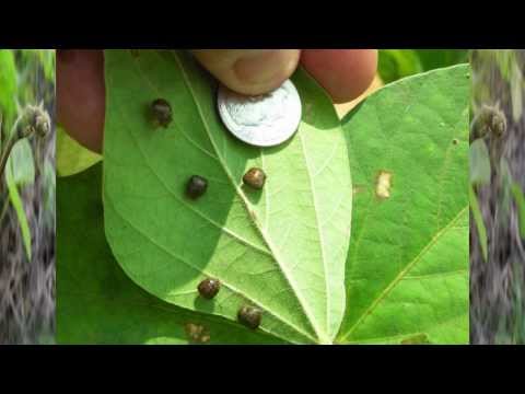 how to control kudzu bugs