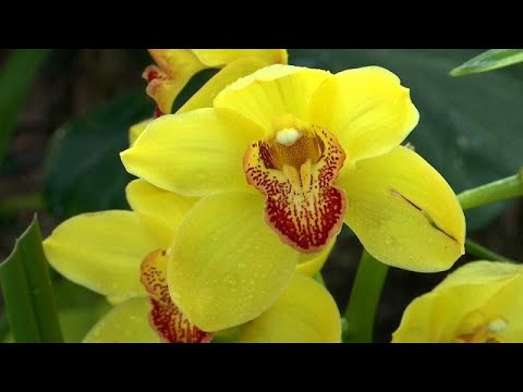 Orchideenmeer im Botanischen Garten von New York