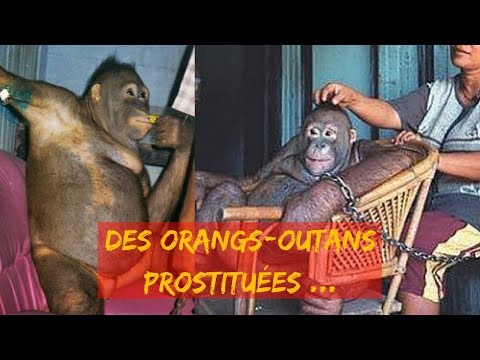 pony une orang outan prostituée