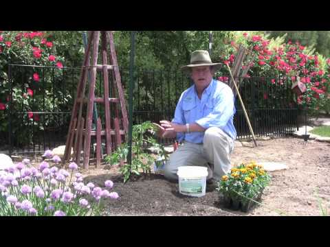how to fertilize flower garden
