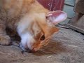 gato comendo rato