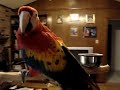 Scarlet Macaw Scarlet Macaw